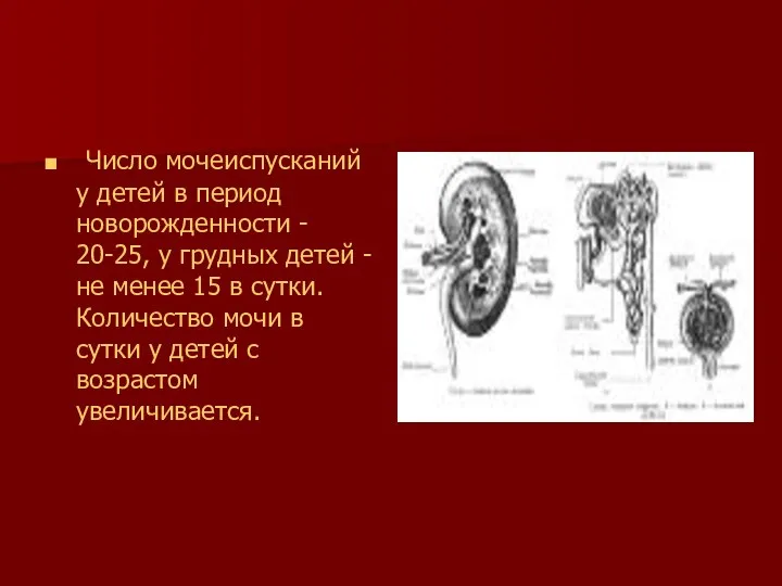 Число мочеиспусканий у детей в период новорожденности - 20-25, у грудных