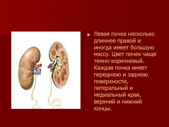 Левая почка несколько длиннее правой и иногда имеет большую массу. Цвет