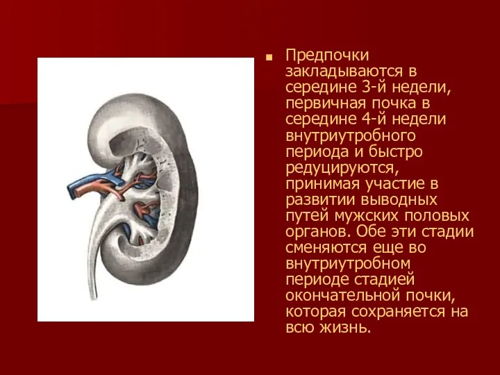 Предпочки закладываются в середине 3-й недели, первичная почка в середине 4-й