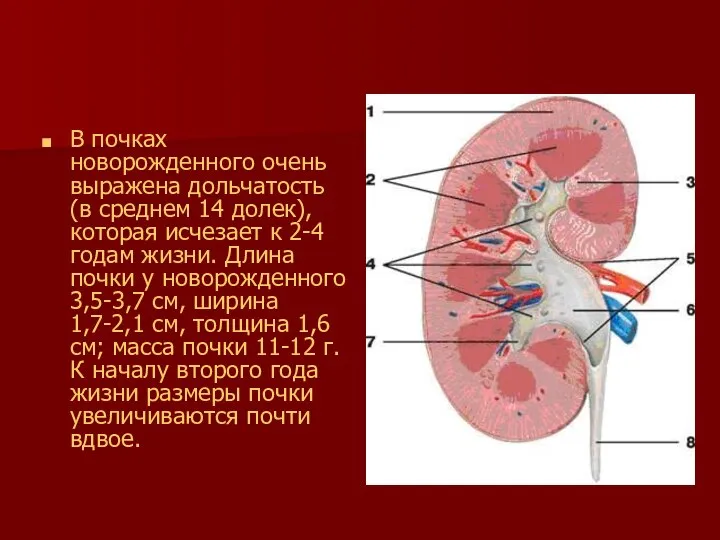 В почках новорожденного очень выражена дольчатость (в среднем 14 долек), которая