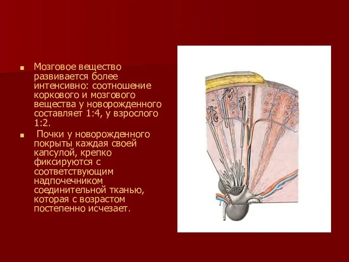 Мозговое вещество развивается более интенсивно: соотношение коркового и мозгового вещества у