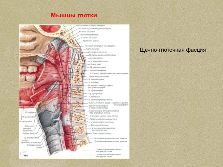 Мышцы глотки Щечно-глоточная фасция