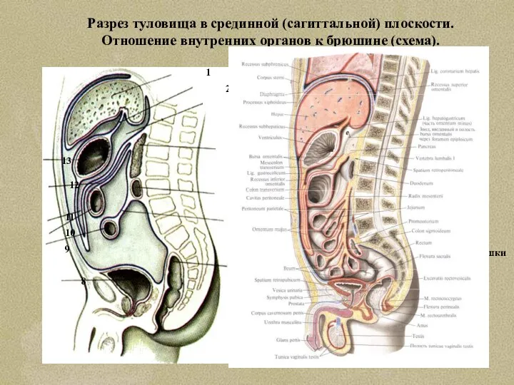 Разрез туловища в срединной (сагиттальной) плоскости. Отношение внутренних органов к брюшине