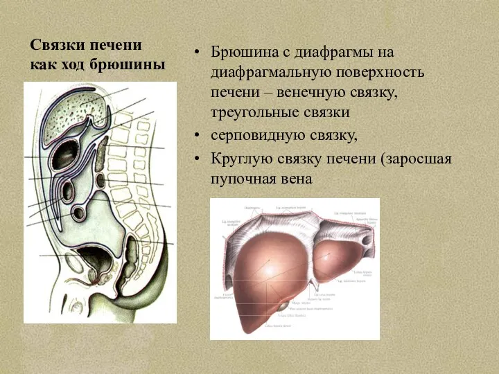 Связки печени как ход брюшины Брюшина с диафрагмы на диафрагмальную поверхность