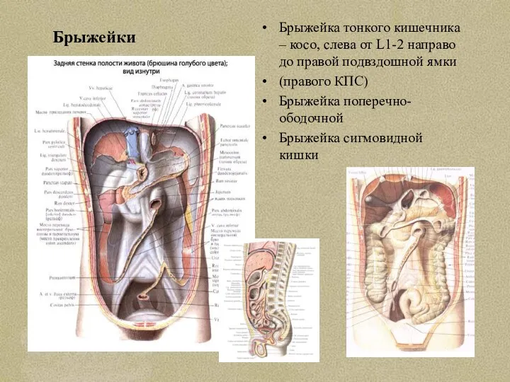 Брыжейки Брыжейка тонкого кишечника – косо, слева от L1-2 направо до