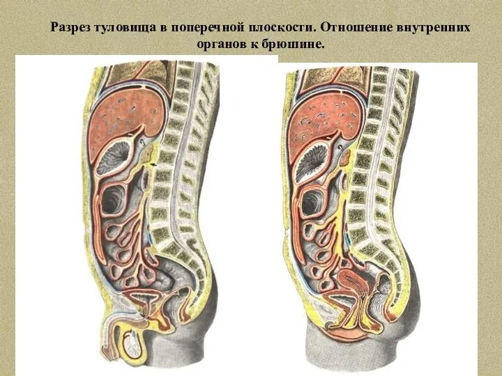 Разрез туловища в поперечной плоскости. Отношение внутренних органов к брюшине.