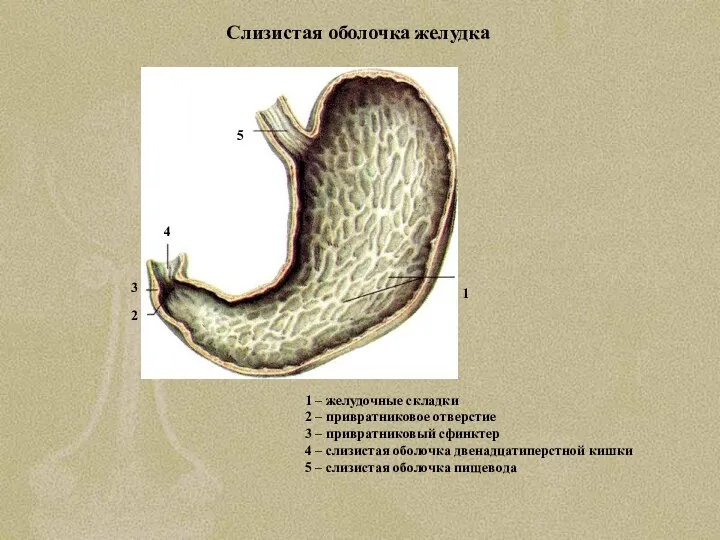 Слизистая оболочка желудка 1 – желудочные складки 2 – привратниковое отверстие