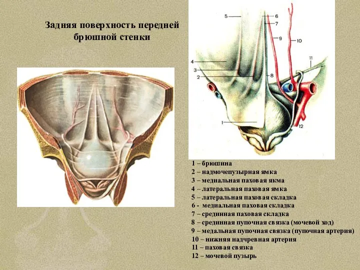 Задняя поверхность передней брюшной стенки 1 – брюшина 2 – надмочепузырная