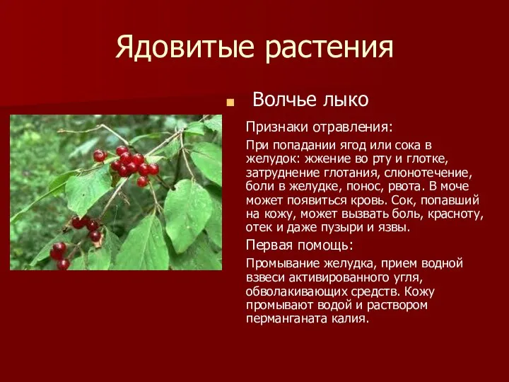 Ядовитые растения Волчье лыко Признаки отравления: При попадании ягод или сока