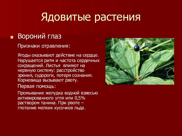 Ядовитые растения Вороний глаз Признаки отравления: Ягоды оказывают действие на сердце.