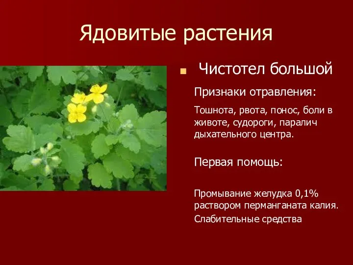 Ядовитые растения Чистотел большой Признаки отравления: Тошнота, рвота, понос, боли в