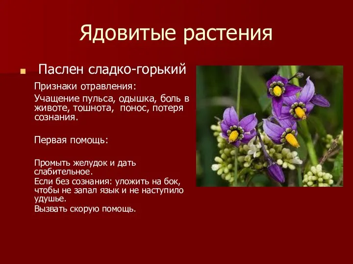 Ядовитые растения Паслен сладко-горький Признаки отравления: Учащение пульса, одышка, боль в