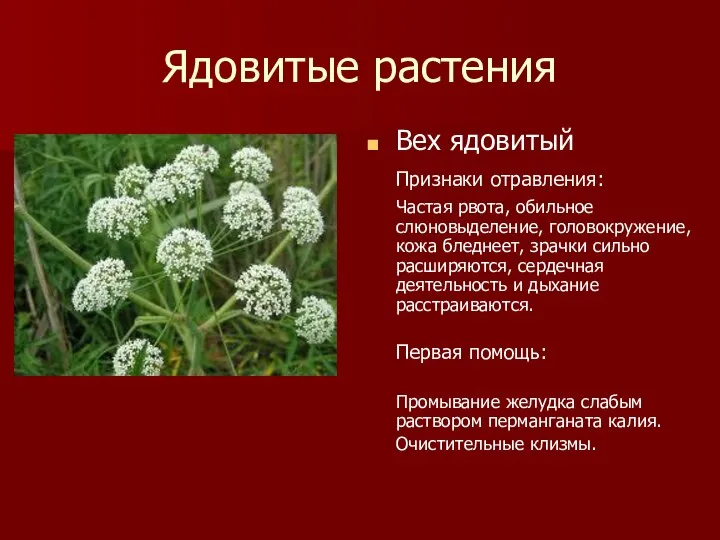 Ядовитые растения Вех ядовитый Признаки отравления: Частая рвота, обильное слюновыделение, головокружение,