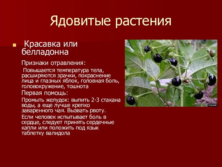 Ядовитые растения Красавка или белладонна Признаки отравления: Повышается температура тела, расширяются