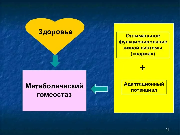 Здоровье Метаболический гомеостаз Оптимальное функционирование живой системы («норма») Адаптационный потенциал +