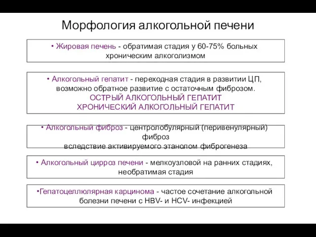 Морфология алкогольной печени Жировая печень - обратимая стадия у 60-75% больных