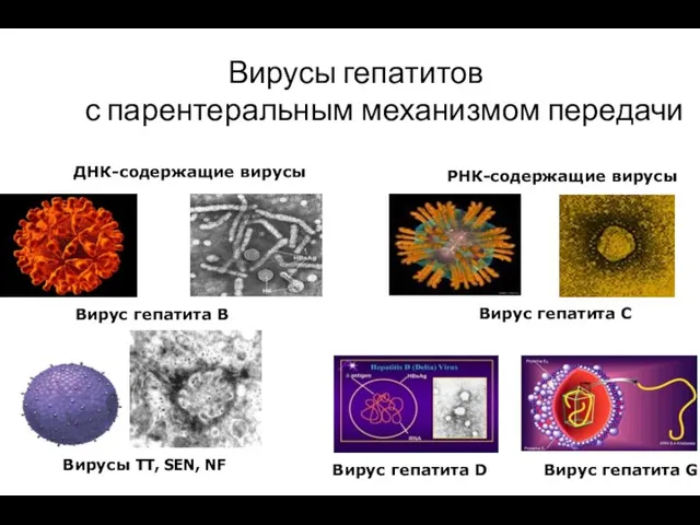 Вирусы гепатитов с парентеральным механизмом передачи ДНК-содержащие вирусы РНК-содержащие вирусы Вирус