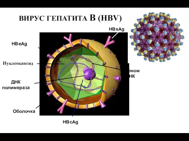 HBеAg Нуклеокапсид ДНК полимераза Оболочка HBсAg HBsAg Геном ДНК ВИРУС ГЕПАТИТА В (HBV)