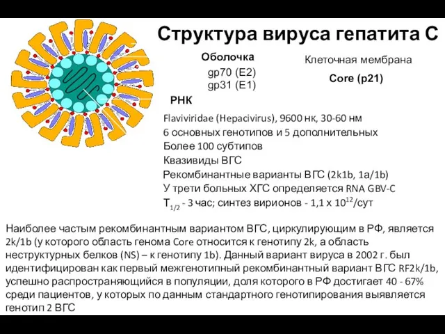 Структура вируса гепатита С Flaviviridae (Hepacivirus), 9600 нк, 30-60 нм 6