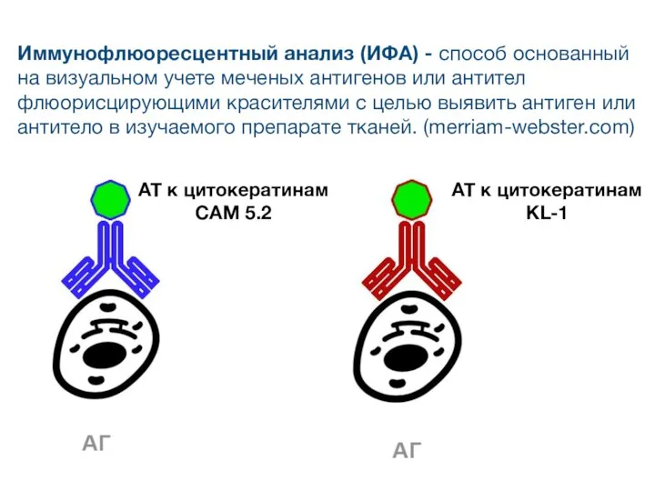 Иммунофлюоресцентный анализ (ИФА) - способ основанный на визуальном учете меченых антигенов