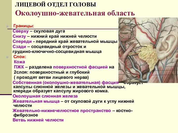 ЛИЦЕВОЙ ОТДЕЛ ГОЛОВЫ Околоушно-жевательная область Границы: Сверху – скуловая дуга Снизу