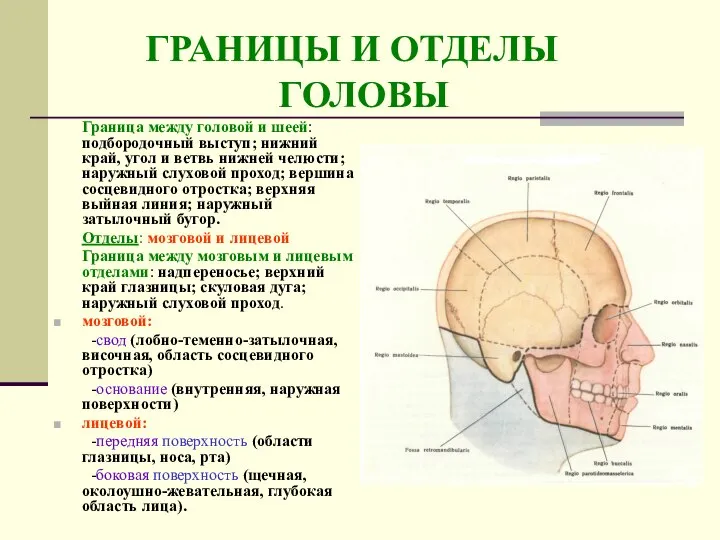 ГРАНИЦЫ И ОТДЕЛЫ ГОЛОВЫ Граница между головой и шеей: подбородочный выступ;