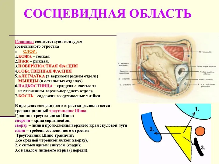 СОСЦЕВИДНАЯ ОБЛАСТЬ Границы: соответствуют контурам сосцевидного отростка СЛОИ: 1.КОЖА – тонкая.