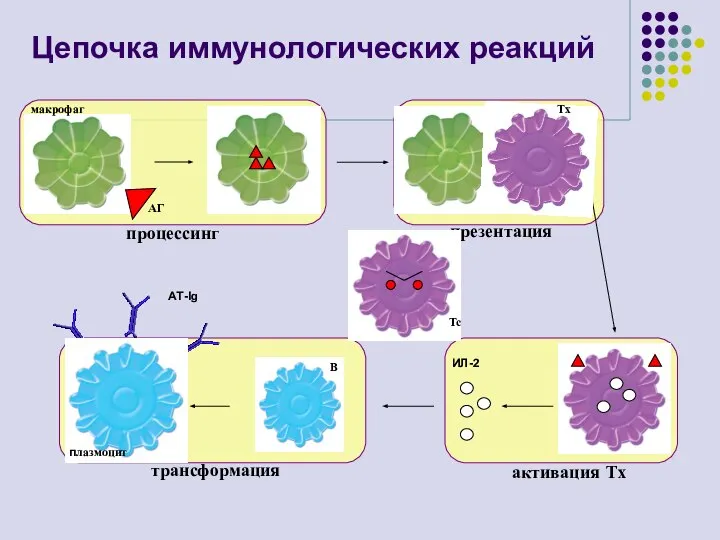 Цепочка иммунологических реакций процессинг презентация активация Тх трансформация