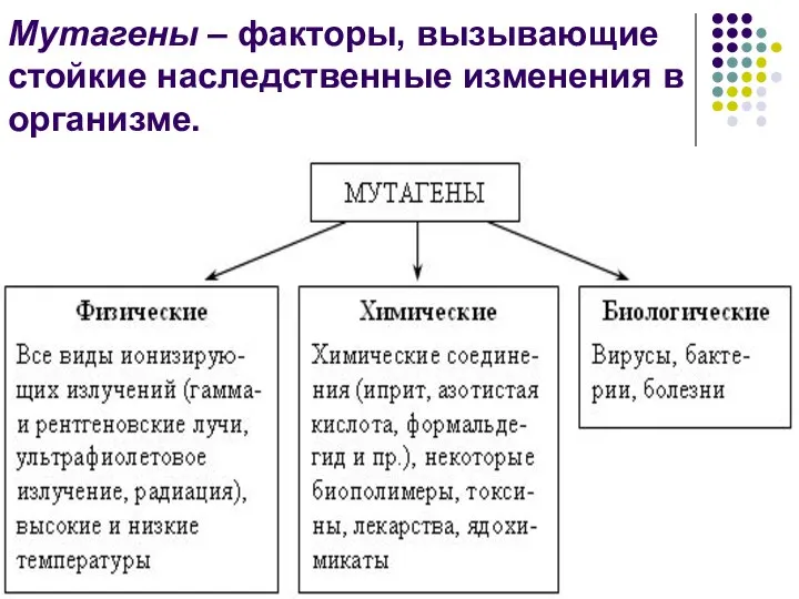 Мутагены – факторы, вызывающие стойкие наследственные изменения в организме.