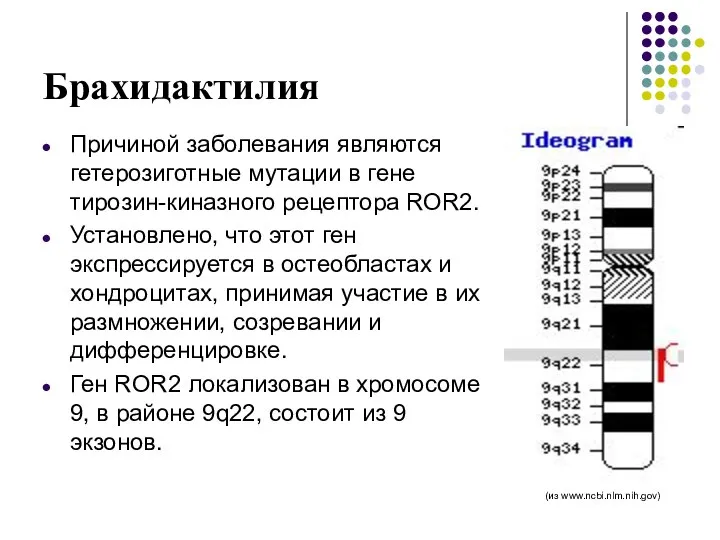 Брахидактилия Причиной заболевания являются гетерозиготные мутации в гене тирозин-киназного рецептора ROR2.