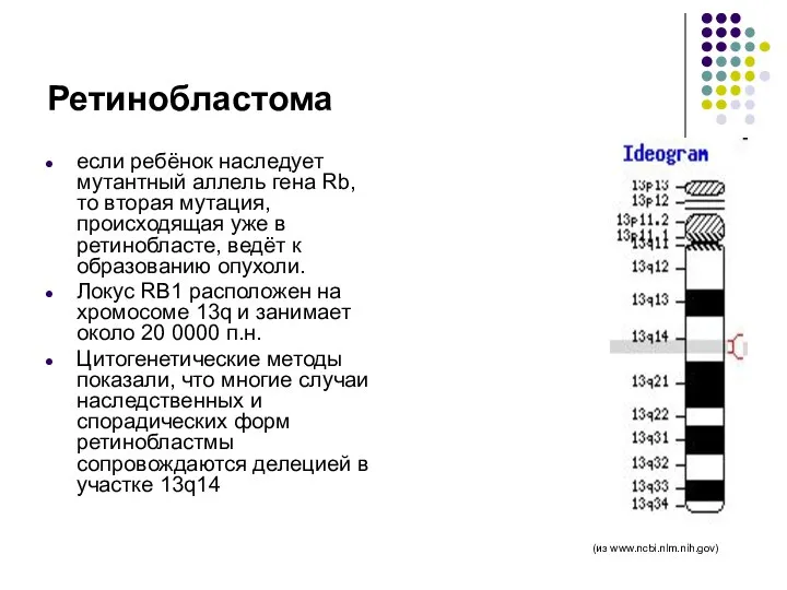 Ретинобластома если ребёнок наследует мутантный аллель гена Rb, то вторая мутация,