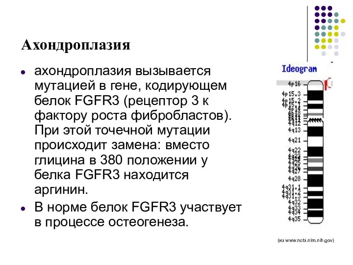 Ахондроплазия ахондроплазия вызывается мутацией в гене, кодирующем белок FGFR3 (рецептор 3