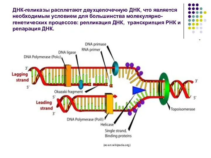 ДНК-геликазы расплетают двухцепочечную ДНК, что является необходимым условием для большинства молекулярно-генетических