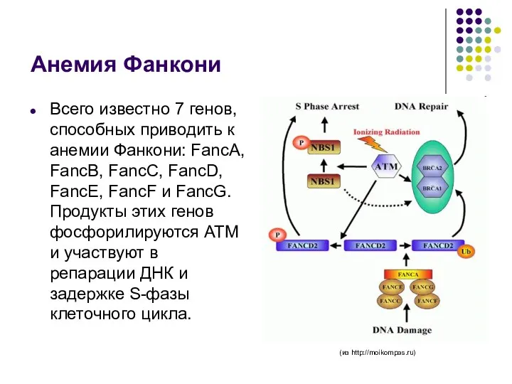 Анемия Фанкони Всего известно 7 генов, способных приводить к анемии Фанкони: