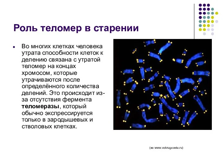 Роль теломер в старении Во многих клетках человека утрата способности клеток