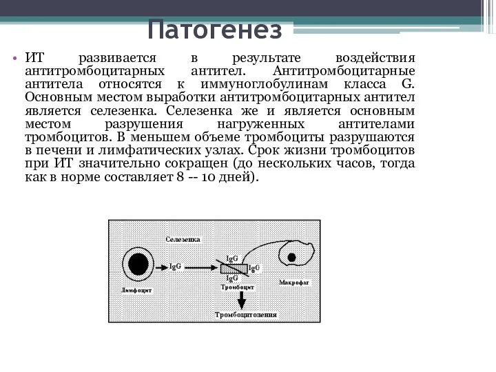 Патогенез ИТ развивается в результате воздействия антитромбоцитарных антител. Антитромбоцитарные антитела относятся