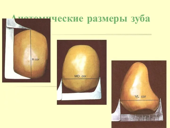 Анатомические размеры зуба