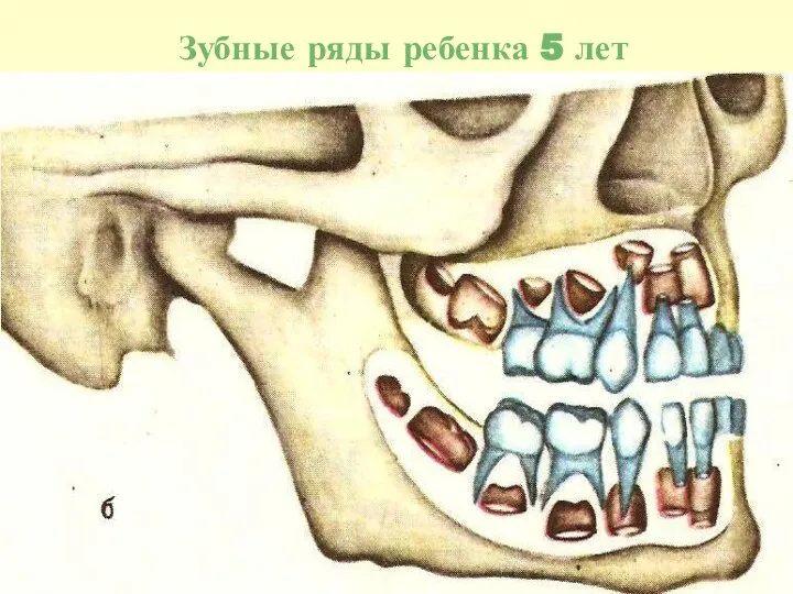 Зубные ряды ребенка 5 лет