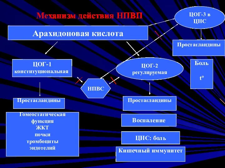 Механизм действия НПВП Арахидоновая кислота ЦОГ-1 конституциональная ЦОГ-3 в ЦНС ЦОГ-2