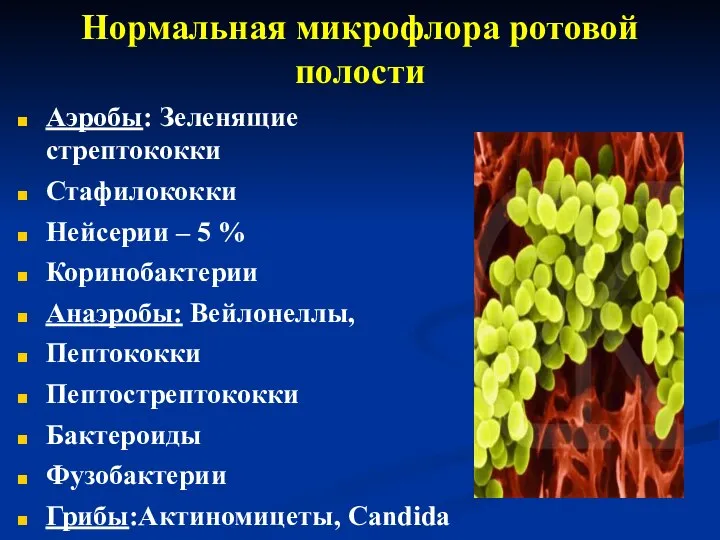 Нормальная микрофлора ротовой полости Аэробы: Зеленящие стрептококки Стафилококки Нейсерии – 5