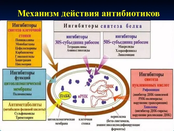 Механизм действия антибиотиков