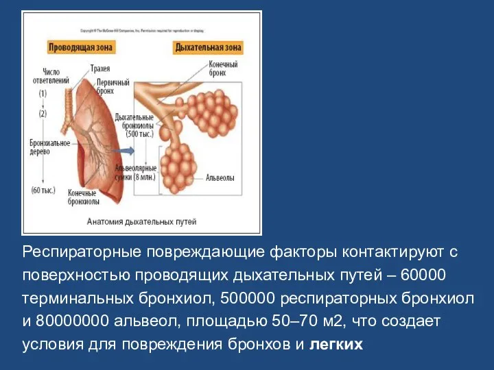 Респираторные повреждающие факторы контактируют с поверхностью проводящих дыхательных путей – 60000