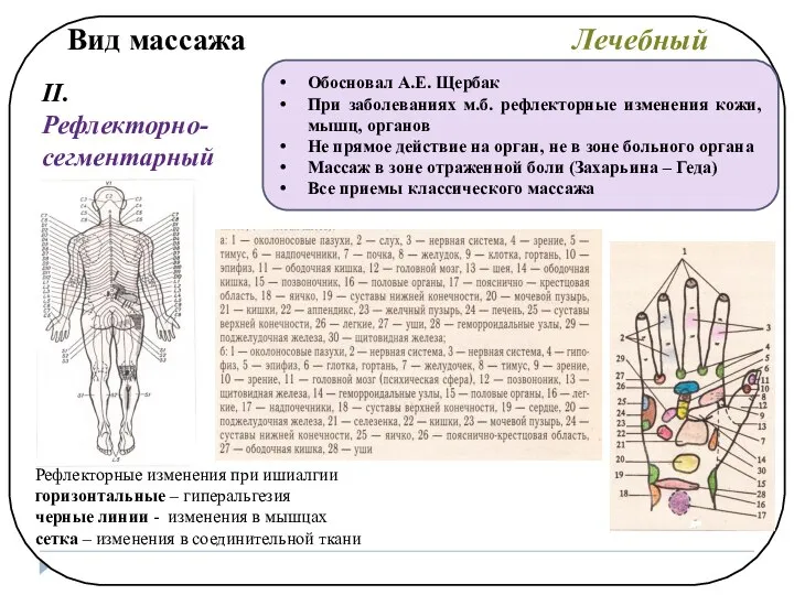 Вид массажа Лечебный II. Рефлекторно-сегментарный Обосновал А.Е. Щербак При заболеваниях м.б.