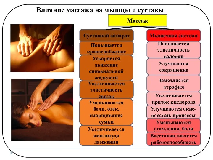 Влияние массажа на мышцы и суставы Массаж Мышечная система Повышается эластичность