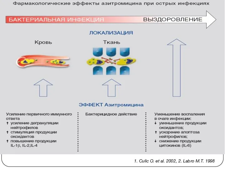 1. Сulic O. et al. 2002, 2. Labro M.T. 1998