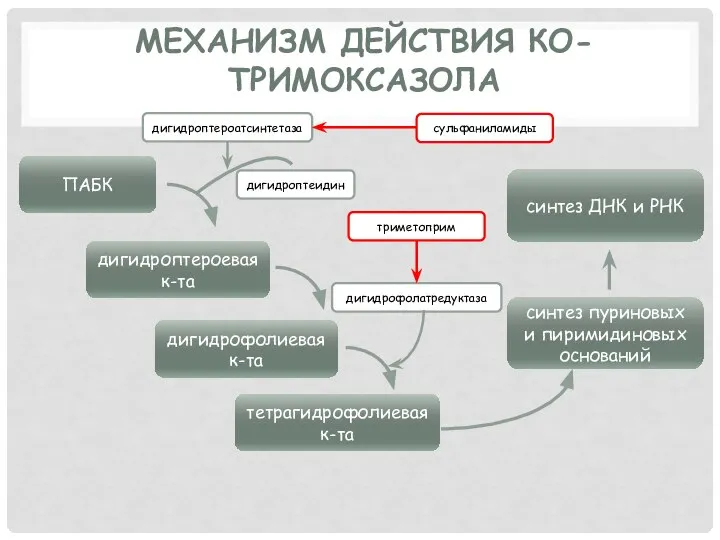 МЕХАНИЗМ ДЕЙСТВИЯ КО-ТРИМОКСАЗОЛА ПАБК дигидроптероевая к-та дигидрофолиевая к-та тетрагидрофолиевая к-та синтез