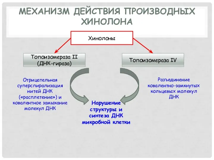 МЕХАНИЗМ ДЕЙСТВИЯ ПРОИЗВОДНЫХ ХИНОЛОНА Топоизомераза II (ДНК-гираза) Топоизомераза IV Разъединение ковалентно-замкнутых