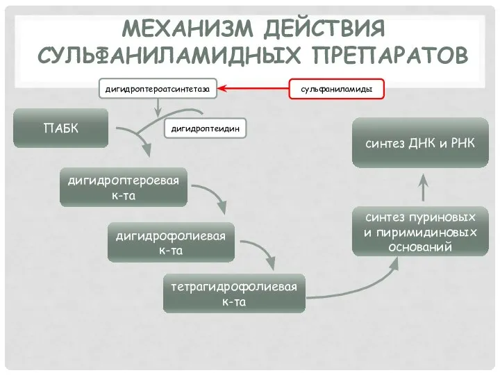 МЕХАНИЗМ ДЕЙСТВИЯ СУЛЬФАНИЛАМИДНЫХ ПРЕПАРАТОВ ПАБК дигидроптероевая к-та дигидрофолиевая к-та тетрагидрофолиевая к-та