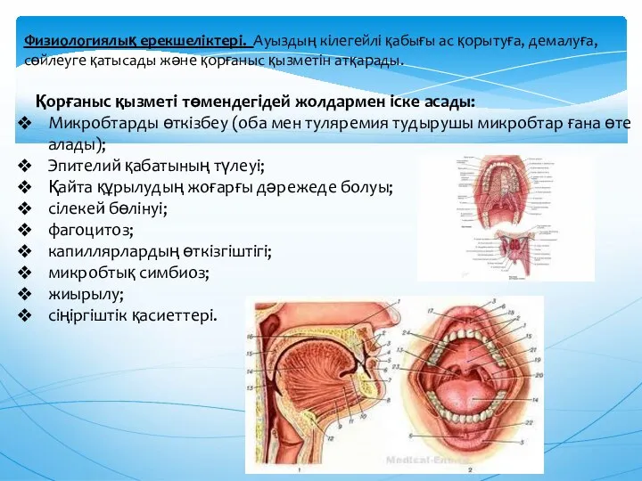 Физиологиялық ерекшелiктерi. Ауыздың кiлегейлi қабығы ас қорытуға, демалуға, сөйлеуге қатысады және