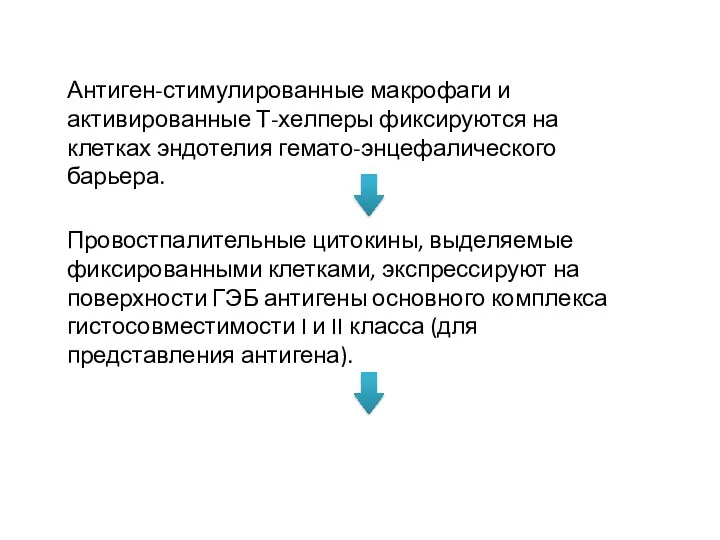 Патогенез Антиген-стимулированные макрофаги и активированные Т-хелперы фиксируются на клетках эндотелия гемато-энцефалического